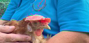 Rehome a hen in Ross with Fresh Start for Hens