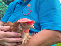 Rehome a hen in Ross with Fresh Start for Hens