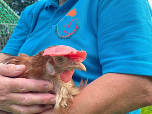 Rehome a hen in Ross with Fresh Start for Hens