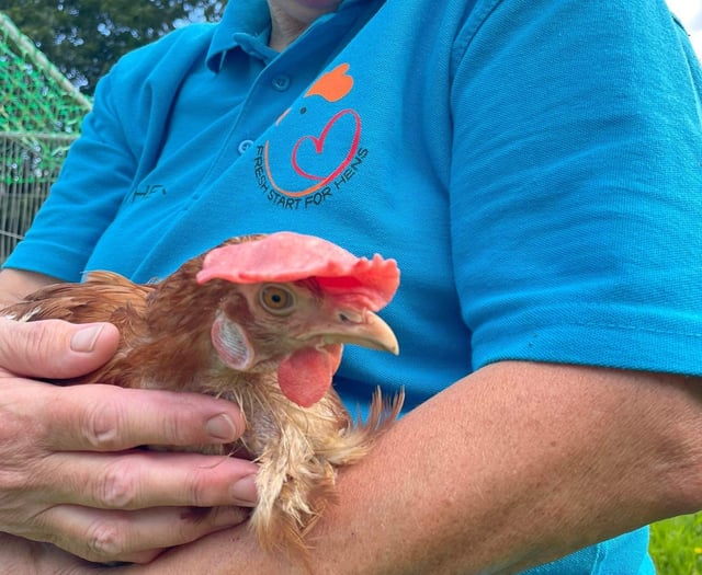 Rehome a hen in Ross with Fresh Start for Hens