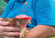 Rehome a hen in Ross with Fresh Start for Hens