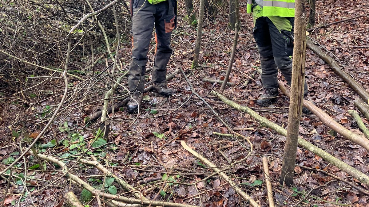 Dymock Forest embraces coppicing comeback with Forestry England and Wye Coppice collaboration | rossgazette.com 