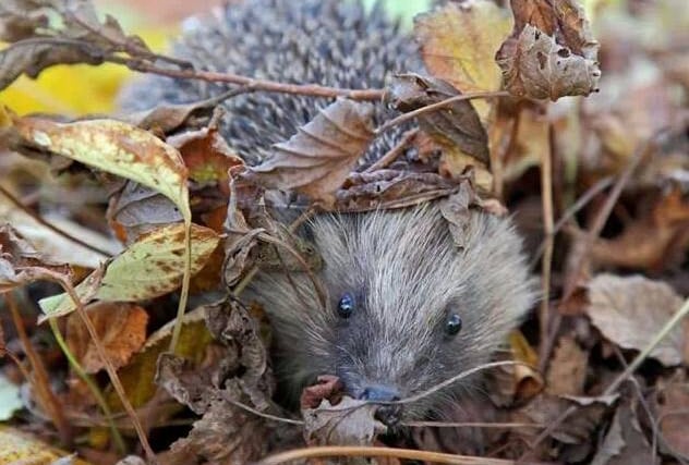 Wild about Ross: a message from the creatures in our gardens 