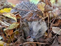 Wild about Ross: a message from the creatures in our gardens 