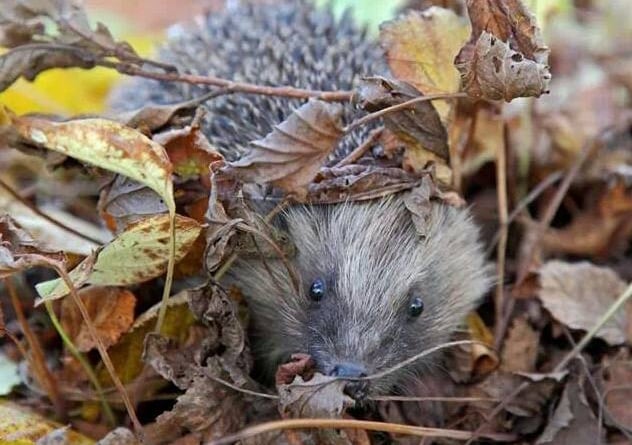 Hedgehog in the leaves 