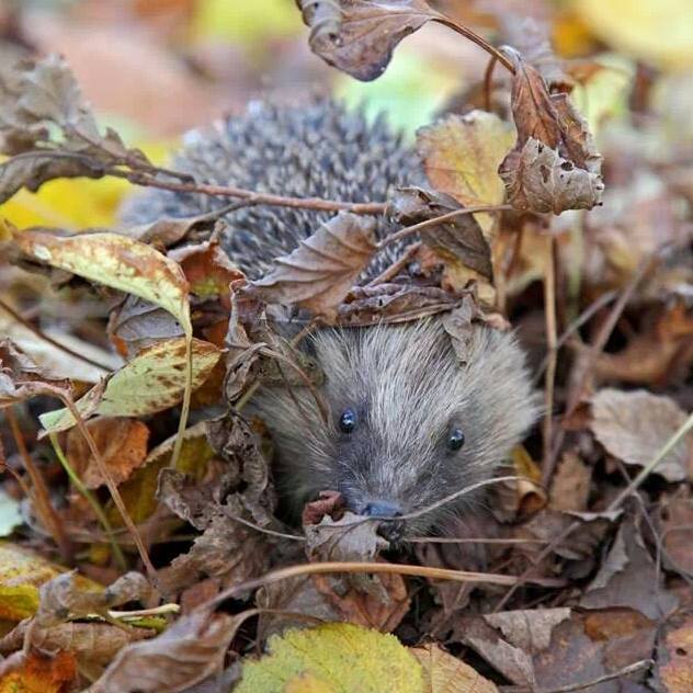 Hedgehog in the leaves