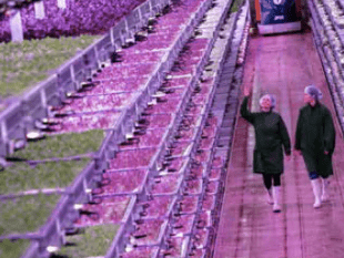 Pace-setting vertical farm opens in Forest
