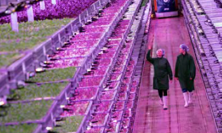 Two employees at the Jones Food Company’s vertical farm in Lydney
