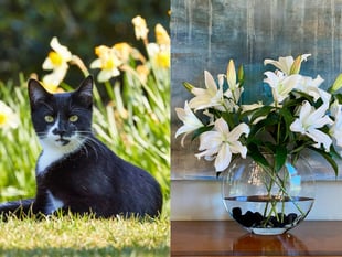 Vet warns cat owners not to buy lilies this Mother’s Day