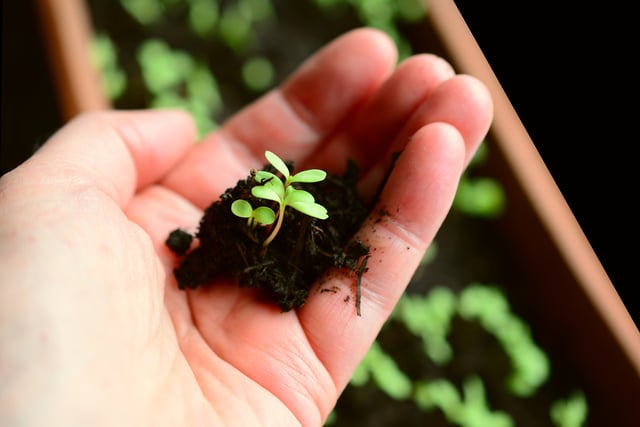 Preparation is key to laying out your vegetable plot ahead of planting