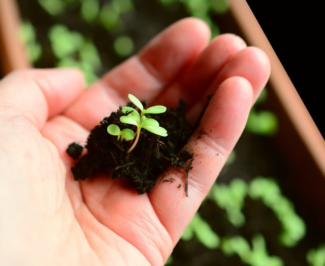Preparation is key to laying out your vegetable plot ahead of planting