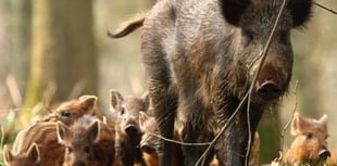 Two men charged with wildlife offences after dead boar found