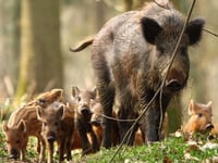 Two men charged with wildlife offences after dead boar found