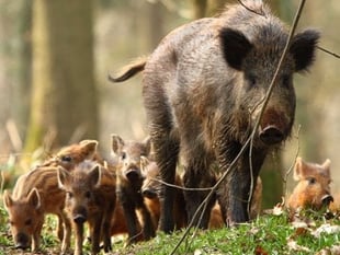 Number of wild boar 'now under control'