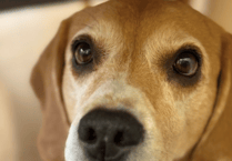 Ukrainian refugee in Ross-on-Wye appeals for help to save cherished beagle's life