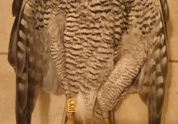 The dead goshawk