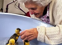 Indian Runner ducks bring delight to West bank Care Home this Easter