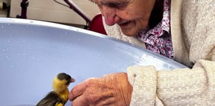 Indian Runner ducks bring delight to West bank Care Home this Easter