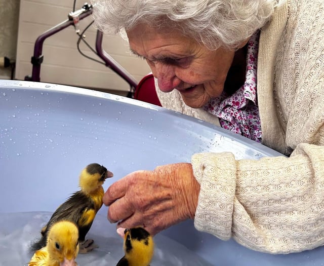 Indian Runner ducks bring delight to West bank Care Home this Easter