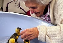 Indian Runner ducks bring delight to West bank Care Home this Easter