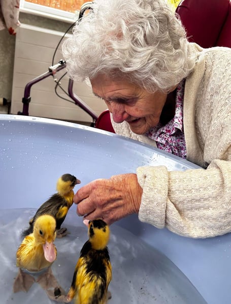 West Bank Care Home residents enjoy the company of ducklings this Easter