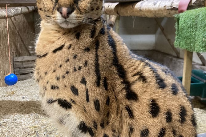 A game of stare with a rescued serval