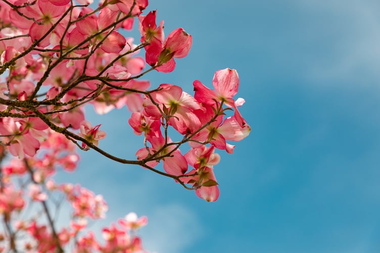 Image by Dim Hou from Pixabay
