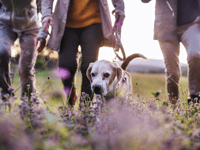 Herefordshire Council promotes walking for National Walking Month