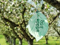 Blossomtime 2024: Celebrating local culinary fruits 