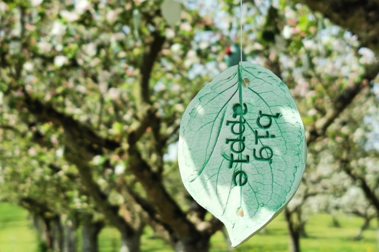 Apple in trees