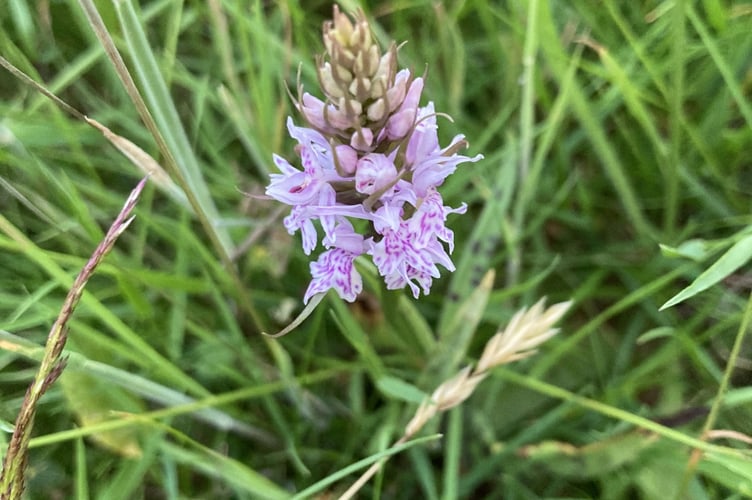 Herefordshire Wildlife Trust