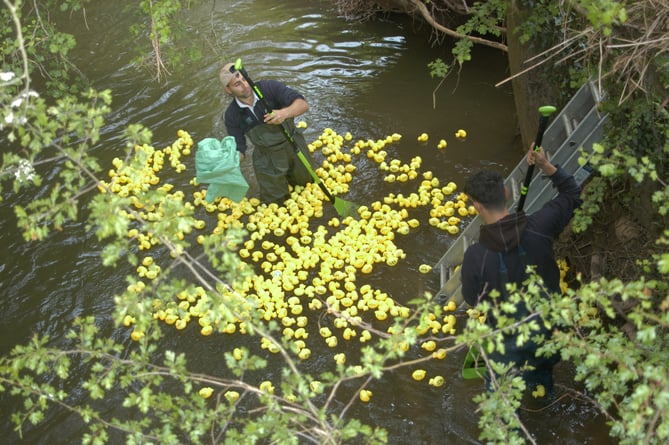 Plastic ducks in river