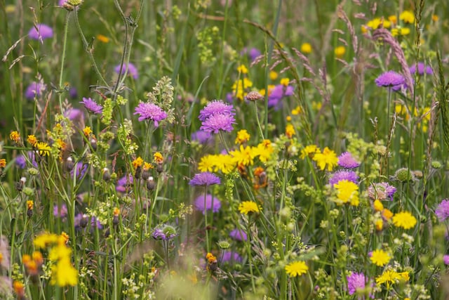 Gardening weekly with Lynne Allbutt
