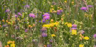 Gardening weekly with Lynne Allbutt