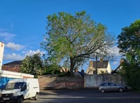Tree-mendous sum set aside to fight ash disease 