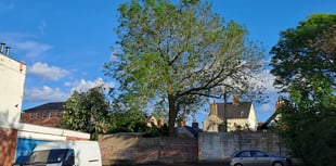 Tree-mendous sum set aside to fight ash disease 