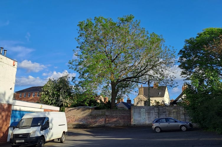 An ashtree in Herefordshire
