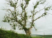 Cost of ash dieback in trees revealed 