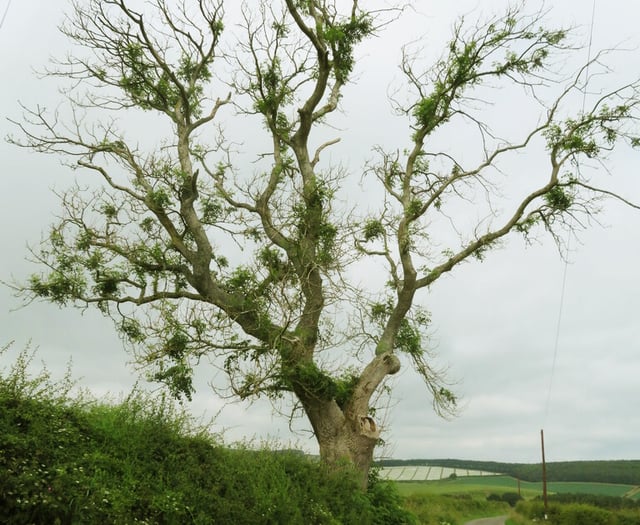 Cost of ash dieback in trees revealed 