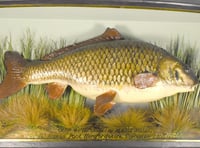 'Clarissa the Carp' set to make whopping £40k at auction