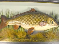 'Clarissa the Carp' set to make whopping £40k at auction