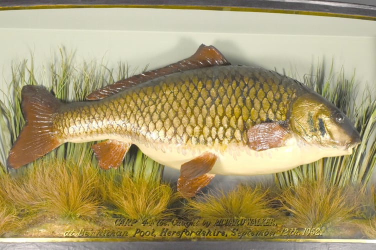 âClarissaâ arguably the most important preserved specimen carp, that is to be auctioned off, with a guide price of Â£35-40,000.  Release date - May 27, 2024. The 44 lbs fish was caught in 1952 by renowned angler and author Richard Walker at Bernithan Pool (Redmire), Herefordshire, and at the time set a record.  The carp is mounted in a glazed bow fronted case, with gilt writing and border, set in a naturalistic reed and gravel setting.  The extremely important example promoted the modern day Carp angling movement. Five known cast replica copies were produced by Williams, with this being the original unique specimen.  The capture of Clarissa propelled Richard Walker into the record books and carp fishing royalty for life.  It will be auctioned off with Mullock Jones Auctioneers and Valuers on July 24th-25th. 