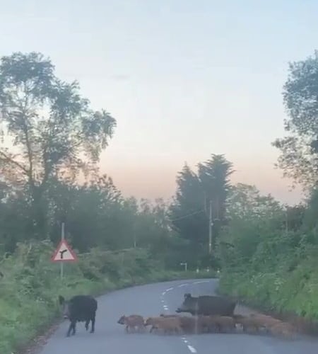 Video grab of two adult boars and at least 13 piglets, causing a roadblock in the Forest of Dean. Viney Hill. May 28 2024. Photo released June 3 2024. Video shows wild boars herding a large group of piglets across a road in part of the UK where their numbers have boomed.Two adult boars and at least 13 piglets were captured causing a roadblock in the Forest of Dean.The population of feral boars in the area has swelled in recent years - with some even learning when bin day is so they can ransack resident's rubbish.Mike Powell, from Lydney, Glos., was driving through Viney Hill with his daughter last Tuesday (28 May) when they saw the boars.
