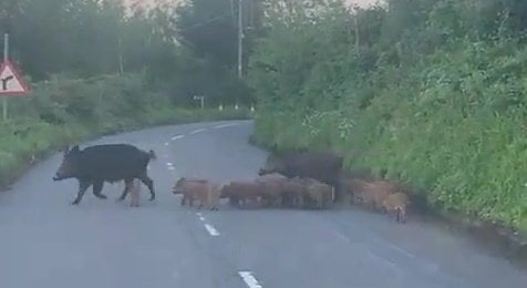 Video grab of two adult boars and at least 13 piglets, causing a roadblock in the Forest of Dean. Viney Hill. May 28 2024. Photo released June 3 2024. Video shows wild boars herding a large group of piglets across a road in part of the UK where their numbers have boomed.Two adult boars and at least 13 piglets were captured causing a roadblock in the Forest of Dean.The population of feral boars in the area has swelled in recent years - with some even learning when bin day is so they can ransack resident's rubbish.Mike Powell, from Lydney, Glos., was driving through Viney Hill with his daughter last Tuesday (28 May) when they saw the boars.
