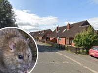 Couple 'in despair' over rat problem