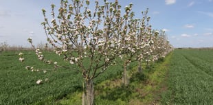 Lloyds Banking Group offers financial aid for agroforestry projects