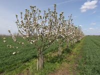 Lloyds Banking Group offers financial aid for agroforestry projects