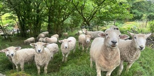 Police appeal after dogs attack sheep