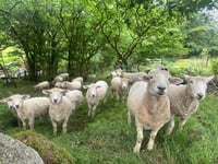 Police appeal after dogs attack sheep