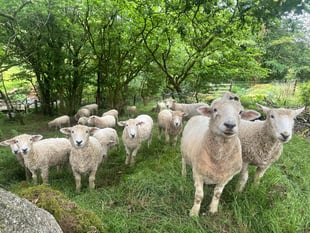 Police appeal after dogs attack sheep